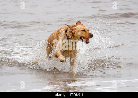 Jour après jour, les chiens, d'Ainsdale Merseyside. Samedi 11 mars 2017. Deux ans Golden Retriever 'Ruby' chefs dans la marée pour aller chercher son préféré balle sur plage d'Ainsdale dans le Merseyside. Credit : Cernan Elias/Alamy Live News Banque D'Images