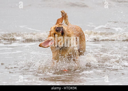 Jour après jour, les chiens, d'Ainsdale Merseyside. Samedi 11 mars 2017. Deux ans Golden Retriever 'Ruby' chefs dans la marée pour aller chercher son préféré balle sur plage d'Ainsdale dans le Merseyside. Credit : Cernan Elias/Alamy Live News Banque D'Images