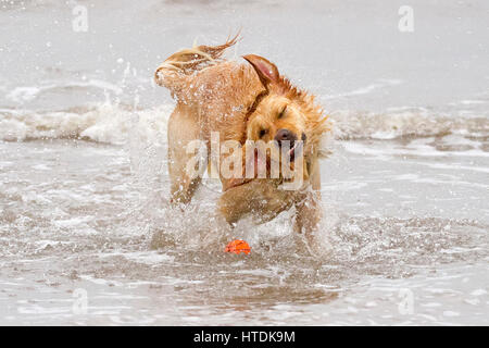 Jour après jour, les chiens, d'Ainsdale Merseyside. Samedi 11 mars 2017. Deux ans Golden Retriever 'Ruby' chefs dans la marée pour aller chercher son préféré balle sur plage d'Ainsdale dans le Merseyside. Credit : Cernan Elias/Alamy Live News Banque D'Images