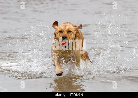 Jour après jour, les chiens, d'Ainsdale Merseyside. Samedi 11 mars 2017. Deux ans Golden Retriever 'Ruby' chefs dans la marée pour aller chercher son préféré balle sur plage d'Ainsdale dans le Merseyside. Credit : Cernan Elias/Alamy Live News Banque D'Images