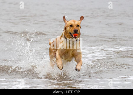 Jour après jour, les chiens, d'Ainsdale Merseyside. Samedi 11 mars 2017. Deux ans Golden Retriever 'Ruby' chefs dans la marée pour aller chercher son préféré balle sur plage d'Ainsdale dans le Merseyside. Credit : Cernan Elias/Alamy Live News Banque D'Images