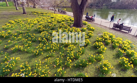 Londres, Royaume-Uni. 11 mars 2017. Par temps chaud et ensoleillé apporte les jonquilles au printemps et les touristes à St James Park, Londres, Angleterre Crédit : Paul Brown/Alamy Live News Banque D'Images