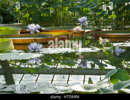 La floraison des fleurs de lotus sur fond d'un grand lys Amazonie Victoria dans le jardin Banque D'Images