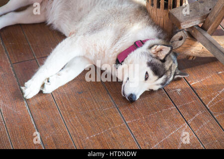 Husky de Sibérie. Le Husky Sibérien est en appui sur le sol en bois. Banque D'Images