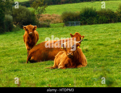 Veaux Highland mignon avec shaggy manteaux Banque D'Images