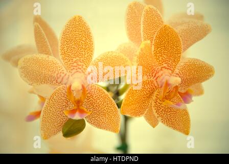 Une branche d'Orchidée Mokara orange tacheté. Hybrides trigénériques orchid. (Arachnis x Ascocentrum x Vanda) Banque D'Images