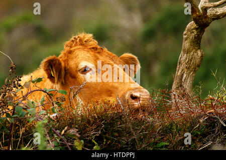 Vache donnant sur une haie curieux Banque D'Images