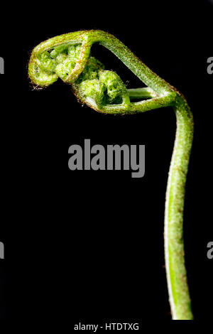 Fern sprout sur fond noir, macro shot Banque D'Images