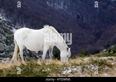Wild horse mustang blanc se nourrit d'un champ neigeux Banque D'Images
