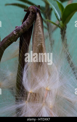 Adenium obesum Balf., Rose Bignonia seeds Banque D'Images