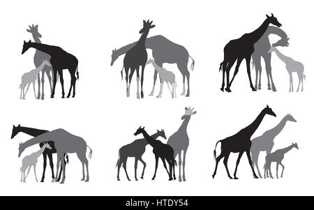 Jeu de groupe familial de noir et gris de silhouettes d'adultes et de jeunes girafes debout sur fond blanc. Vector illustration. Illustration de Vecteur