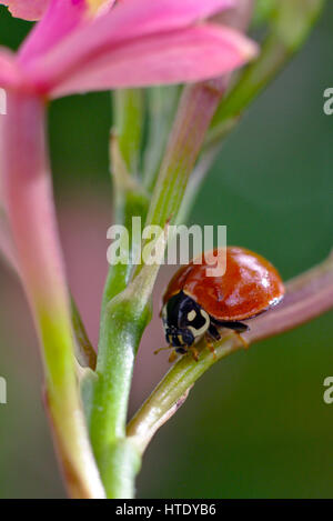 Coccinelle (Cycloneda sanguinea) marche sur un epi (orchidée Epidendrum sp.) Banque D'Images