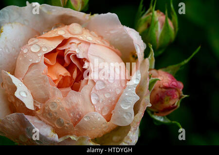 Une floraison Rose de couleur pêche et deux bourgeons couverts de gouttelettes de pluie Banque D'Images