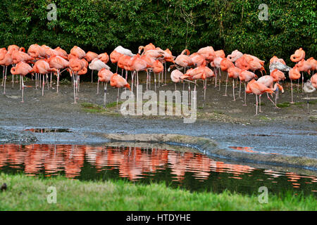 Un groupe de flamants roses dorment avec leurs reflets dans l'eau, Slimbridge, Gloucestershire, Royaume-Uni Banque D'Images