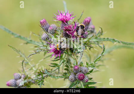 L'alimentation de l'Abeille sur un chardon pourpre contre un arrière-plan flou vert. Focus sélectif. Banque D'Images