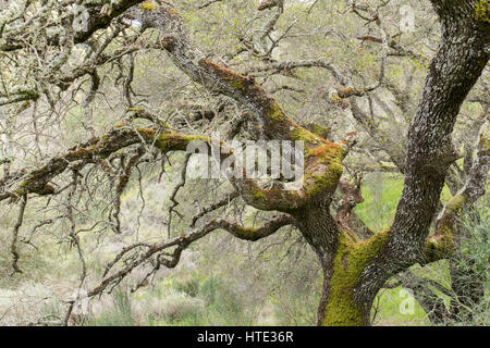 Arbre de chêne recouverte d'algues lichens Champignons Banque D'Images