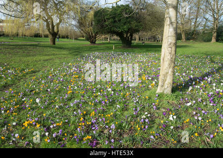 Eastrop Park à Basingstoke, Hampshire, Royaume-Uni, avec des fleurs de printemps Banque D'Images