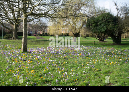 Eastrop Park à Basingstoke, Hampshire, Royaume-Uni, avec des fleurs de printemps Banque D'Images