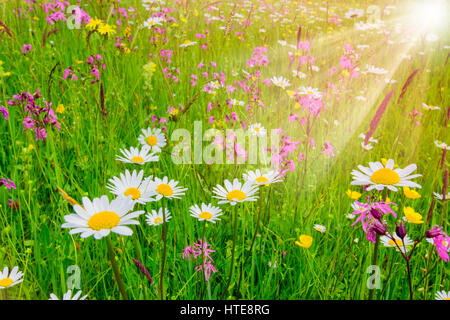 Prairie de printemps avec de belles fleurs et les rayons du soleil en arrière-plan Banque D'Images