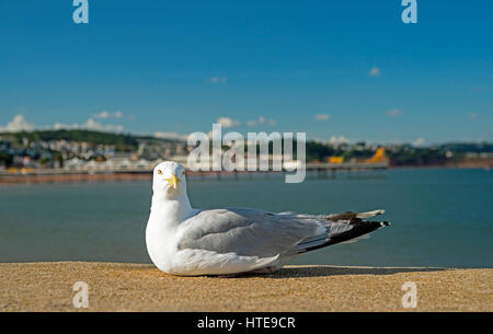 Goélands adultes sur le mur du port de Paignton Banque D'Images