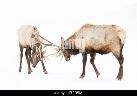 Deux taureaux Elk avec de gros bois qui combattent dans la neige hivernale au Canada Banque D'Images