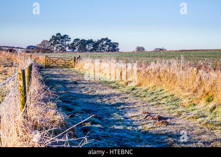 Un matin dans la campagne du Wiltshire. Banque D'Images