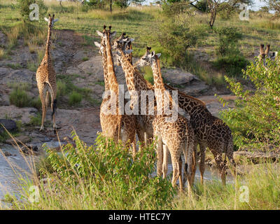 Traverser la girafe Olare Orok River au coucher du soleil dans l'Olare Orok Conservancy, Masai Mara, Kenya, Afrique Banque D'Images