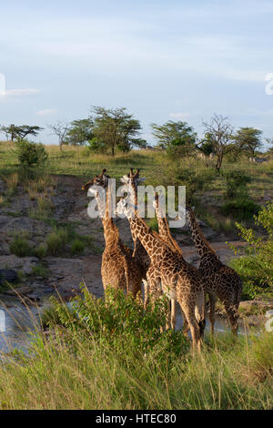 Traverser la girafe Olare Orok River au coucher du soleil dans l'Olare Orok Conservancy, Masai Mara, Kenya, Afrique Banque D'Images