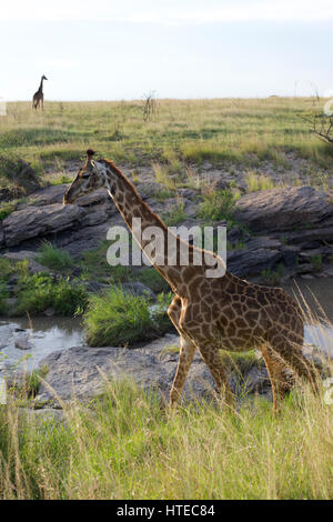 Traverser la girafe Olare Orok River au coucher du soleil dans l'Olare Orok Conservancy, Masai Mara, Kenya, Afrique Banque D'Images