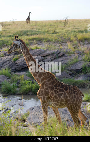 Traverser la girafe Olare Orok River au coucher du soleil dans l'Olare Orok Conservancy, Masai Mara, Kenya, Afrique Banque D'Images