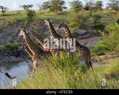 Traverser la girafe Olare Orok River au coucher du soleil dans l'Olare Orok Conservancy, Masai Mara, Kenya, Afrique Banque D'Images