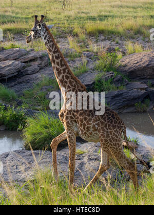 Traverser la girafe Olare Orok River au coucher du soleil dans l'Olare Orok Conservancy, Masai Mara, Kenya, Afrique Banque D'Images