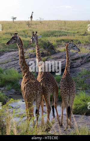 Traverser la girafe Olare Orok River au coucher du soleil dans l'Olare Orok Conservancy, Masai Mara, Kenya, Afrique Banque D'Images