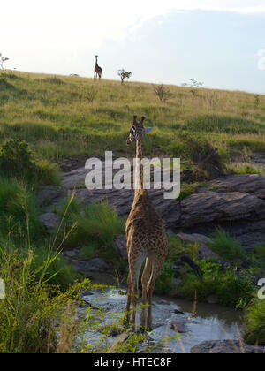 Traverser la girafe Olare Orok River au coucher du soleil dans l'Olare Orok Conservancy, Masai Mara, Kenya, Afrique Banque D'Images