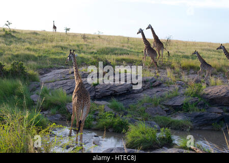 Traverser la girafe Olare Orok River au coucher du soleil dans l'Olare Orok Conservancy, Masai Mara, Kenya, Afrique Banque D'Images