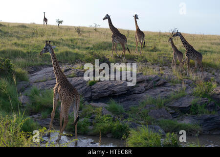 Traverser la girafe Olare Orok River au coucher du soleil dans l'Olare Orok Conservancy, Masai Mara, Kenya, Afrique Banque D'Images