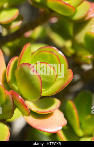 Close up d'un groupe de feuilles de l'usine de Jade - Crassula ovata. Banque D'Images