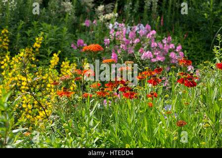 Frontières coloré de fleurs dans un jardin de style. La plantation mixte d'arbustes et vivaces en pleine croissance, la mi-juillet. Banque D'Images