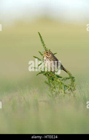 Bruant Proyer Emberiza calandra, chant masculin d'une tige de Dock Rumex obtusifolius dans un champ d'Orge Banque D'Images