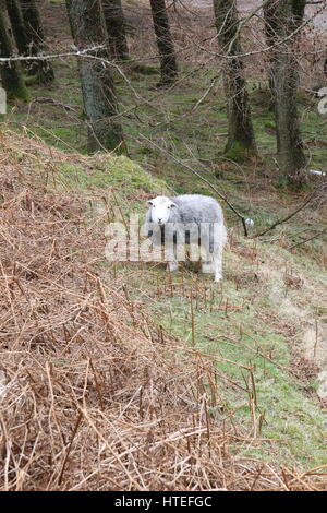 Un mouton sur Cumbrian fells dans le district du lac ressemble à l'appareil photo. Banque D'Images