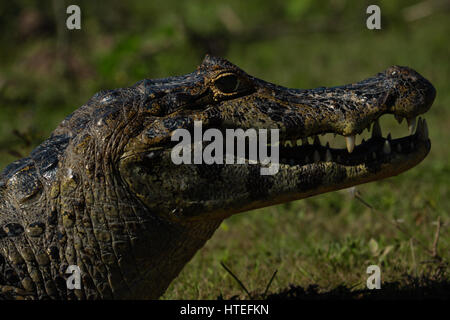 Large-snouted Caiman latirostris (caiman) - crocodile - Voyage : Pantanal - Mato Grosso - Brésil Banque D'Images