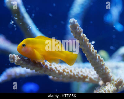 Close-up of a yellow clown goby () (Gobiodon okinawae) dans un aquarium Banque D'Images