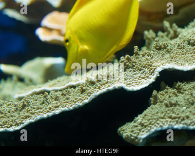 Tang jaune à chercher de la nourriture dans l'eau salée aquarium de Monaco Musée Océanographique Banque D'Images