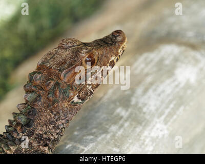 Nain de Cuvier - Paleosuchus palpebrosus Caiman Banque D'Images