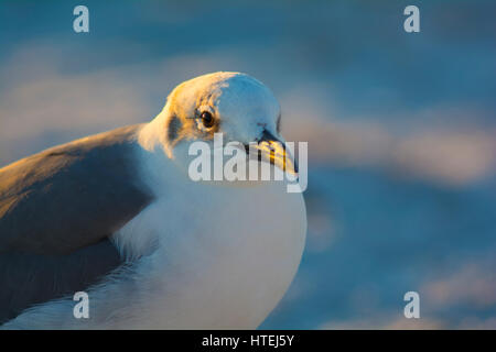 Mouettes sur la plage close up Banque D'Images