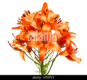 Fleurs de Lys Orange isolé sur fond blanc. Banque D'Images