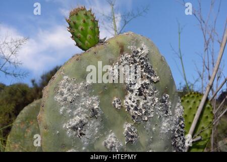 Colonie dense de cochenille Dactylopius coccus) insectes (cochenilles à partir de laquelle le colorant rouge cochenille est extrait de cactus, Gran Canaria Banque D'Images