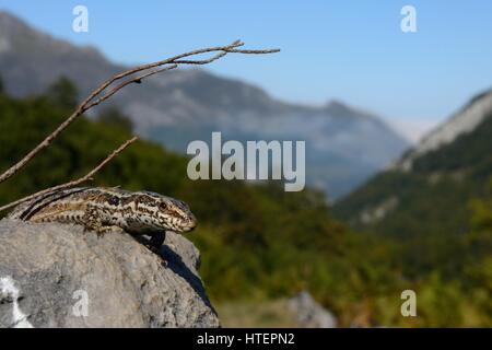 Lézard des murailles (Podarcis muralis lacerta / sun) au soleil sur un rocher calcaire dans une vallée de montagne à 1500m, Picos de Europa, Asturias, Espagne. Banque D'Images