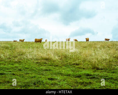 Plusieurs vaches orange sur l'horizont en regardant vers l'appareil photo, vert prairie avec de l'herbe sèche et ciel nuageux, deux moitiés horizontales, en République tchèque, le cen Banque D'Images