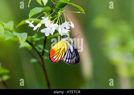 Papillon sur wrightia religiosa benth tree Banque D'Images